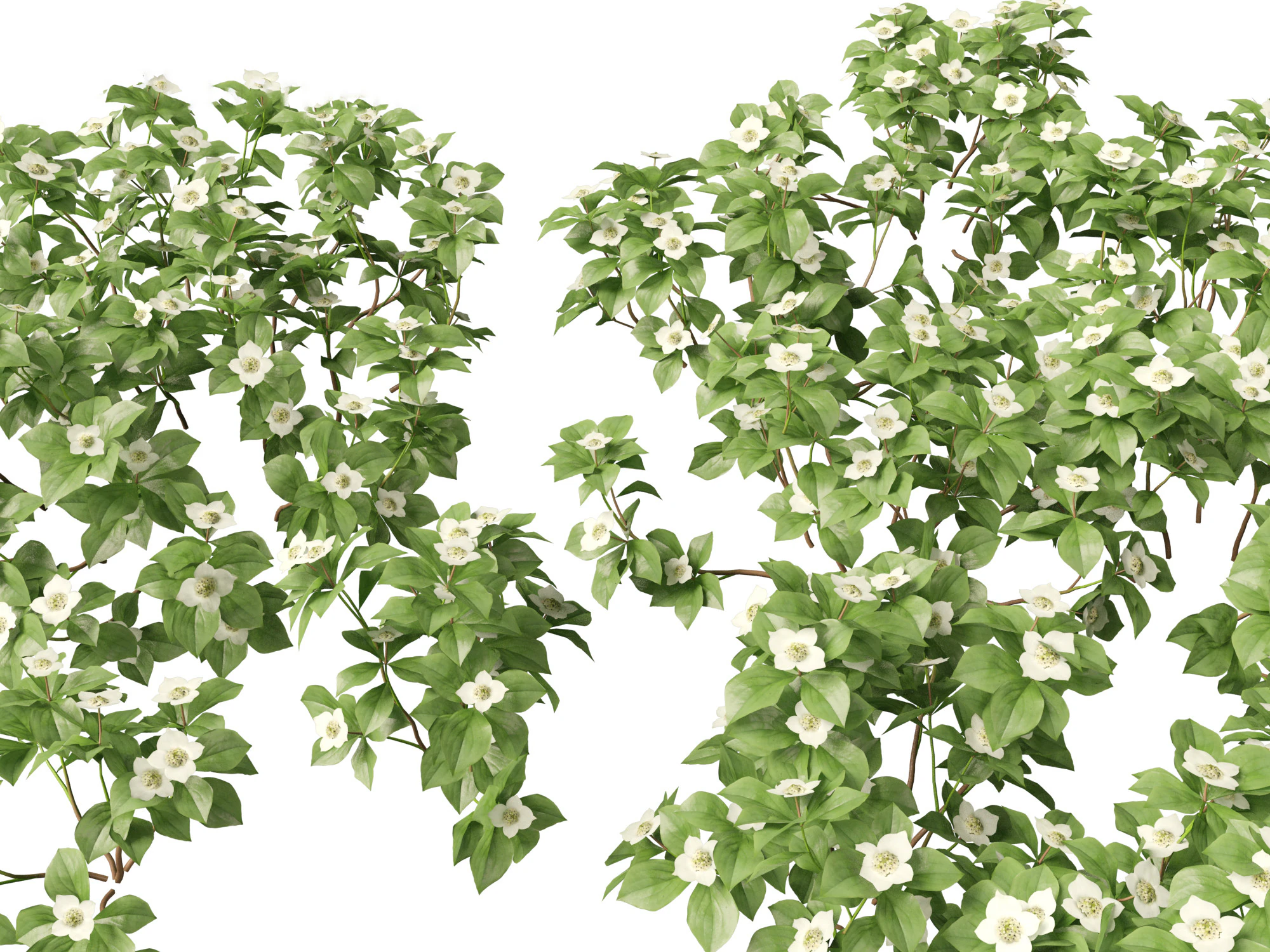 HighPolyLowPoly Cornus canadensis - bunchberry dogwood 3D Model .c4d .max .obj .3ds .fbx .stl .blend