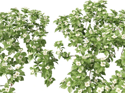 HighPolyLowPoly Cornus canadensis - dogwood tandan Model 3D