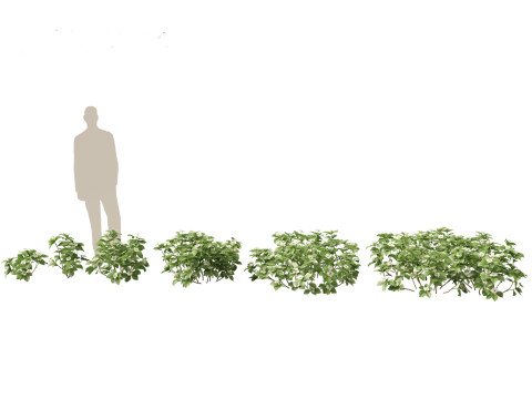 HighPolyLowPoly Cornus canadensis - bunchberry dogwood 3D Модель