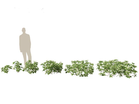 HighPolyLowPoly Cornus canadensis - bunchberry dogwood 3D Model