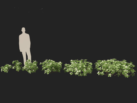HighPolyLowPoly Cornus canadensis - bunchberry dogwood 3D Модель