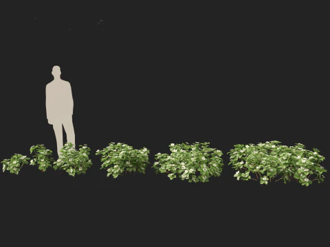 HighPolyLowPoly Cornus canadensis - bunchberry dogwood 3D Model