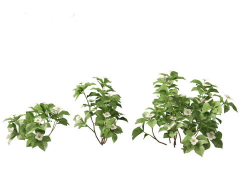 HighPolyLowPoly Cornus canadensis - bunchberry dogwood 3D Model