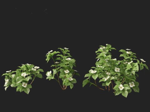 HighPolyLowPoly Cornus canadensis - bunchberry dogwood 3D Model