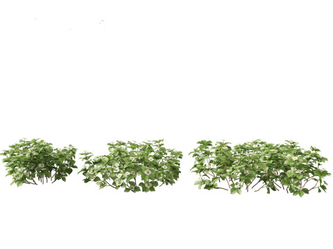 HighPolyLowPoly Cornus canadensis - bunchberry dogwood 3D Модель
