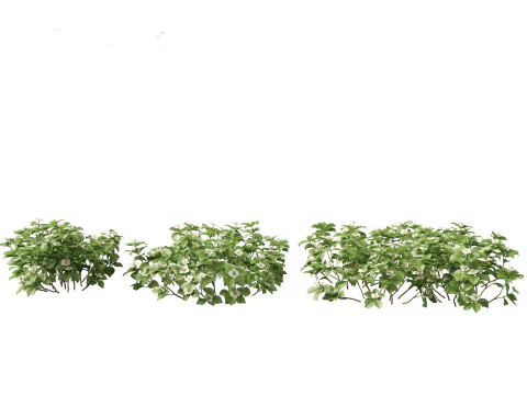 HighPolyLowPoly Cornus canadensis - bunchberry dogwood 3D Model