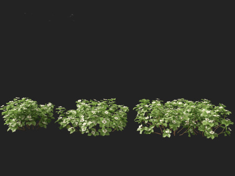 HighPolyLowPoly Cornus canadensis - bunchberry dogwood 3D Модель