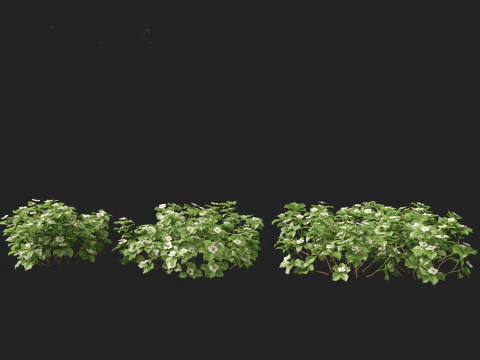 HighPolyLowPoly Cornus canadensis - bunchberry dogwood 3D Model