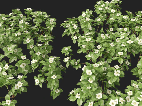 HighPolyLowPoly Cornus canadensis - bunchberry dogwood 3D Model
