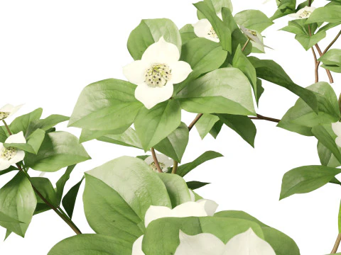 HighPolyLowPoly Cornus canadensis - bunchberry dogwood 3D Model
