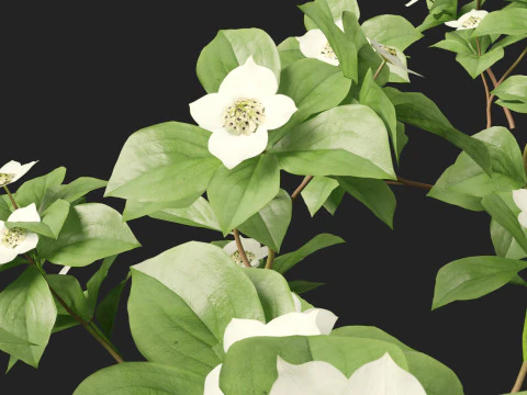 HighPolyLowPoly Cornus canadensis - bunchberry dogwood 3D Model
