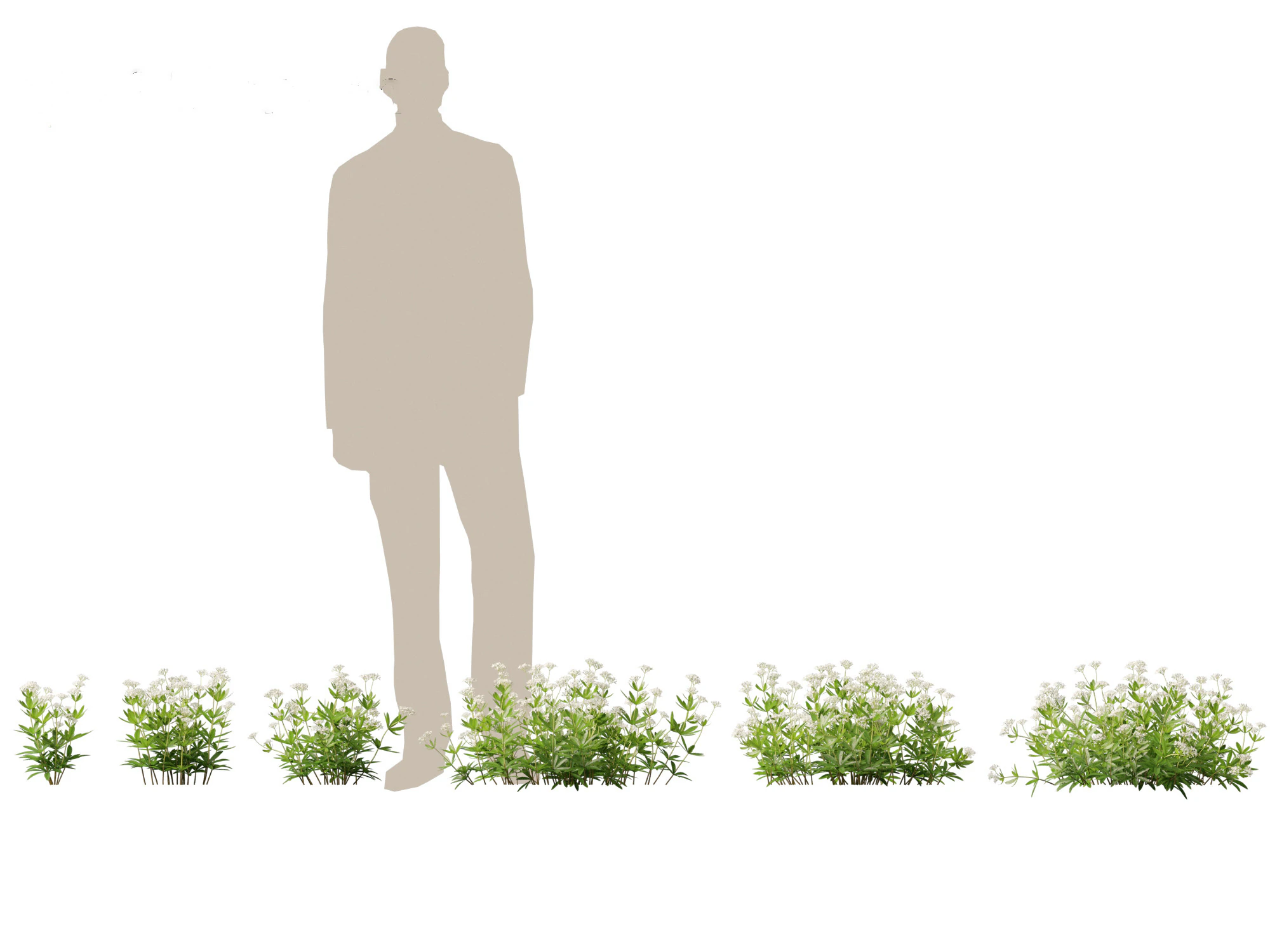 HighPolyLowPoly Galium odoratum - sweet woodruff 3D Model .c4d .max .obj .3ds .fbx .stl .blend 
