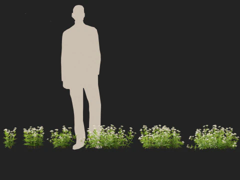 HighPolyLowPoly Galium odoratum - sweet woodruff 3D Model