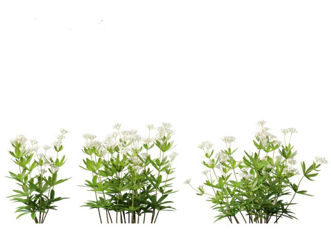 HighPolyLowPoly Galium odoratum - sweet woodruff 3D Model
