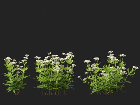 HighPolyLowPoly Galium odoratum - sweet woodruff 3D Model