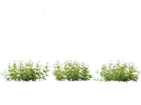 HighPolyLowPoly Galium odoratum - sweet woodruff Model 3D