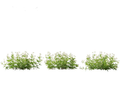 HighPolyLowPoly Galium odoratum - sweet woodruff 3D Model
