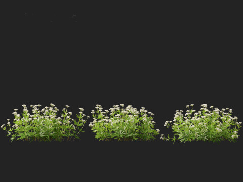 HighPolyLowPoly Galium odoratum - sweet woodruff Model 3D