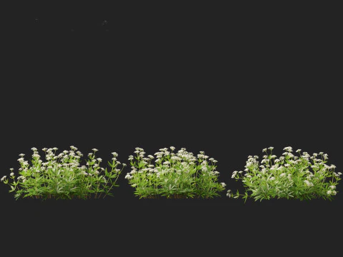 HighPolyLowPoly Galium odoratum - sweet woodruff 3D Model