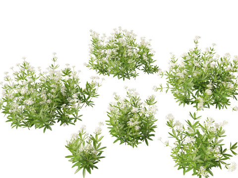 HighPolyLowPoly Galium odoratum - sweet woodruff Model 3D