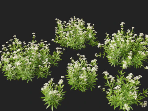 HighPolyLowPoly Galium odoratum - sweet woodruff 3D Model