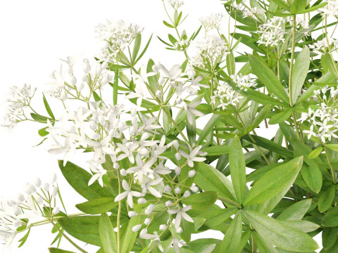 HighPolyLowPoly Galium odoratum - sweet woodruff 3D Model