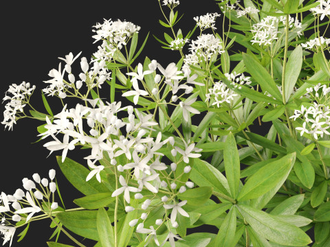 HighPolyLowPoly Galium odoratum - sweet woodruff Model 3D