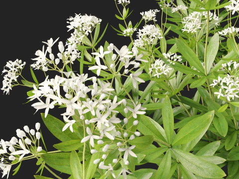 HighPolyLowPoly Galium odoratum - sweet woodruff 3D Model