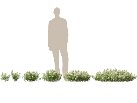 HighPolyLowPoly Iberis sempervirens - candytuft 3D Модель