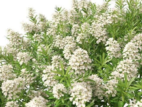 HighPolyLowPoly Iberis sempervirens - candytuft Modello 3D