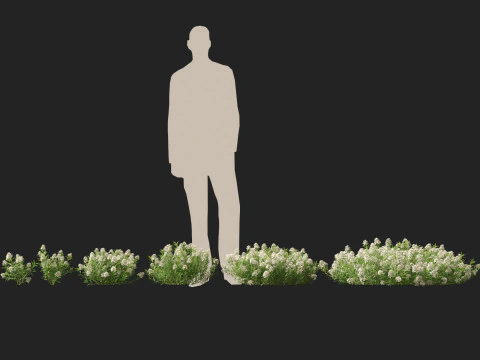 HighPolyLowPoly Iberis sempervirens - candytuft Modello 3D