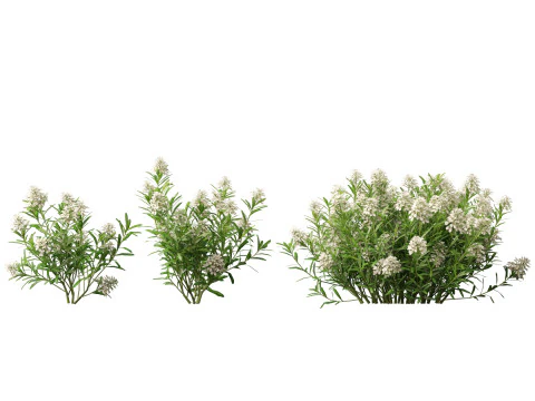 HighPolyLowPoly Iberis sempervirens - candytuft Modello 3D