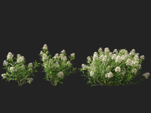 HighPolyLowPoly Iberis sempervirens - candytuft Modello 3D