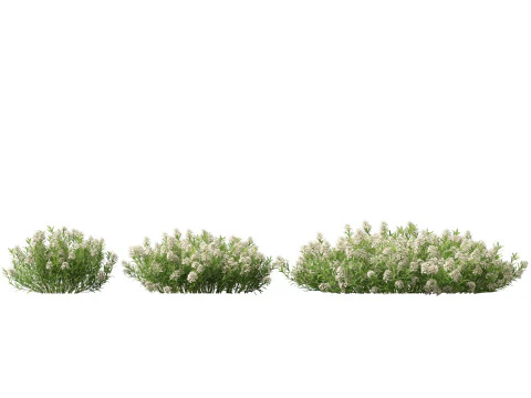 HighPolyLowPoly Iberis sempervirens - candytuft Modello 3D