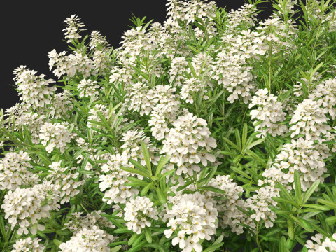 HighPolyLowPoly Iberis sempervirens - candytuft Model 3D