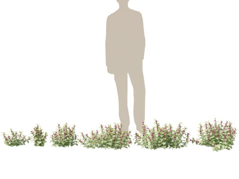 HighPolyLowPoly Lamium maculatum - spotted deadnettle 3D Модель