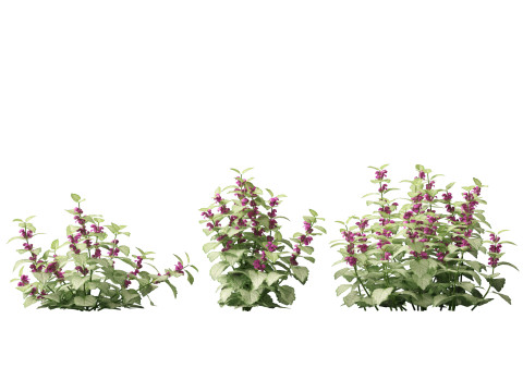 HighPolyLowPoly Lamium maculatum - spotted deadnettle 3D Model