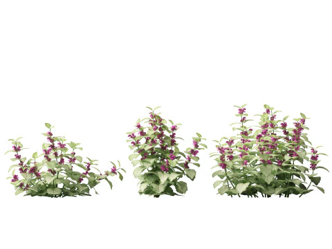 HighPolyLowPoly Lamium maculatum - spotted deadnettle 3D Model