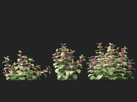 HighPolyLowPoly Lamium maculatum - spotted deadnettle 3D Model
