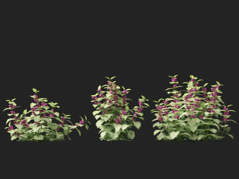 HighPolyLowPoly Lamium maculatum - spotted deadnettle 3D Model
