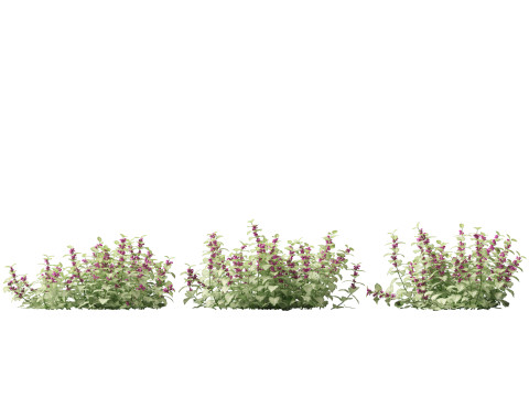 HighPolyLowPoly Lamium maculatum - spotted deadnettle 3D Model