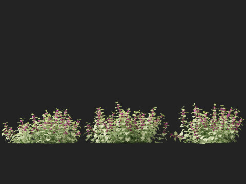 HighPolyLowPoly Lamium maculatum - spotted deadnettle 3D Model