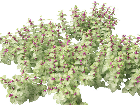HighPolyLowPoly Lamium maculatum - spotted deadnettle 3D Model