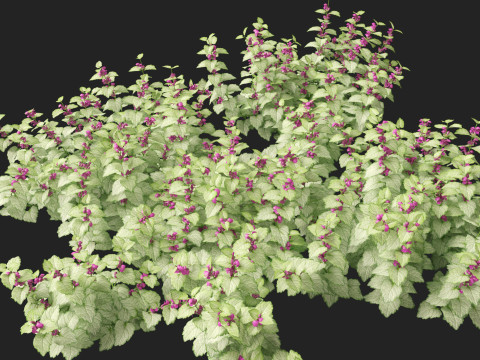 HighPolyLowPoly Lamium maculatum - spotted deadnettle 3D Model