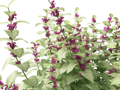 HighPolyLowPoly Lamium maculatum - spotted deadnettle 3D Model