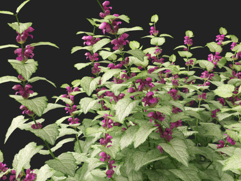 HighPolyLowPoly Lamium maculatum - spotted deadnettle 3D Model
