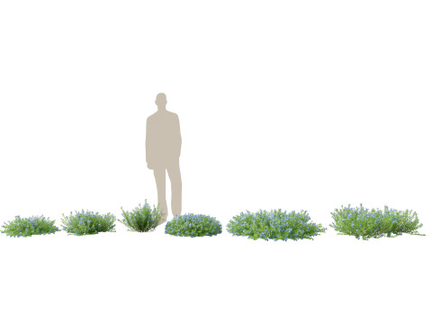 HighpolyLowPoly lithodora diffusa - Gromwell 3D Модель