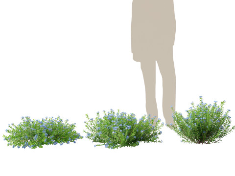 HighpolyLowPoly lithodora diffusa - Gromwell 3D Model