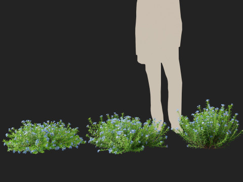 HighpolyLowPoly lithodora diffusa - Gromwell 3D Model