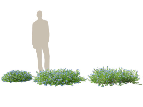 HighpolyLowPoly lithodora diffusa - Gromwell 3D Model